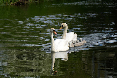 Mute swan family