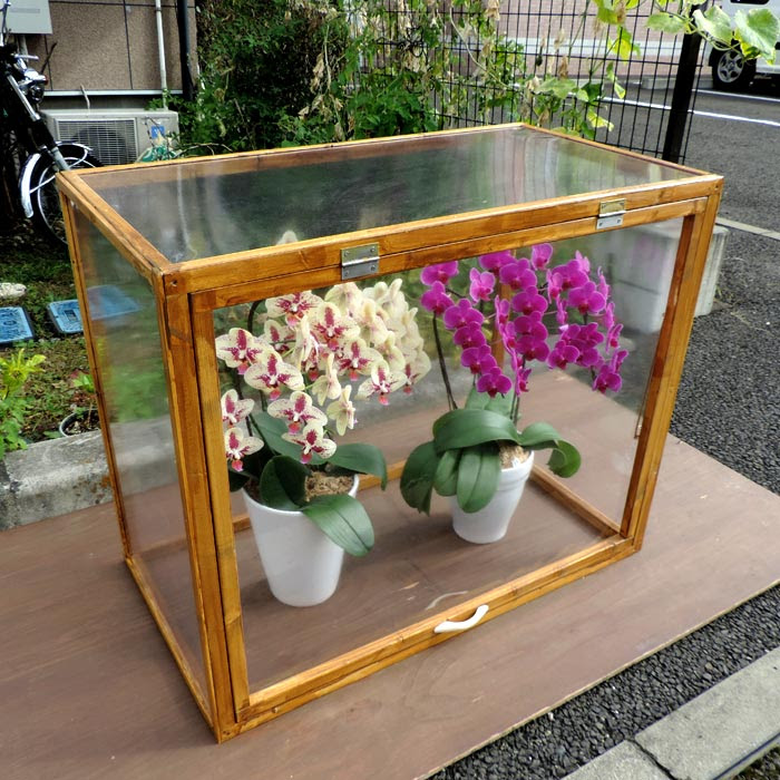 すべての美しい花の画像 ユニーク胡蝶 蘭 温室