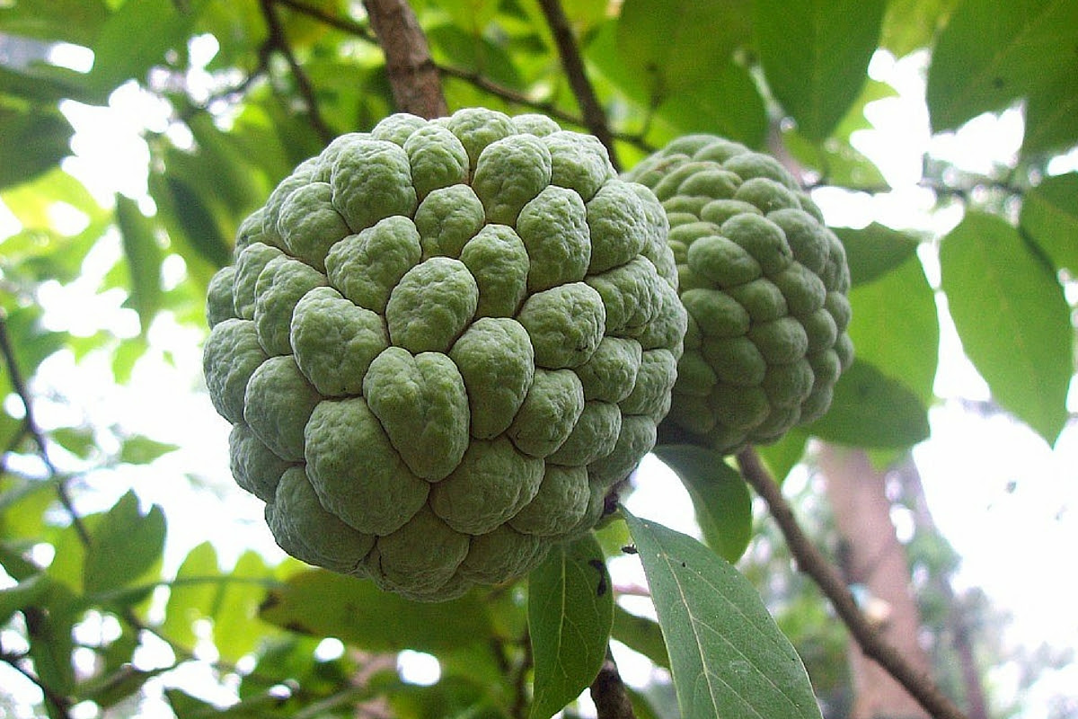 To the southeast is an island with a fire puzzle. 24 Mind Blowing Reasons You Need Sugar Apple Sweetsop