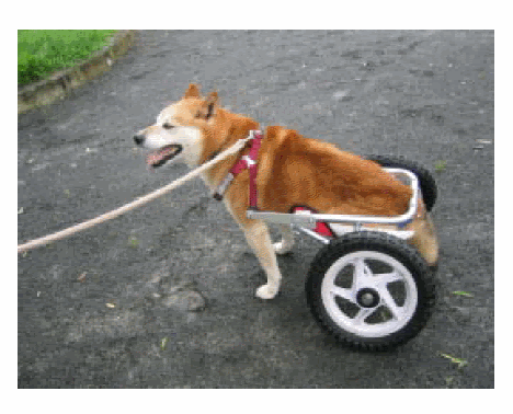 手作り 犬 車椅子 作り方 手作り 犬 車椅子 作り方 Blogpictminh