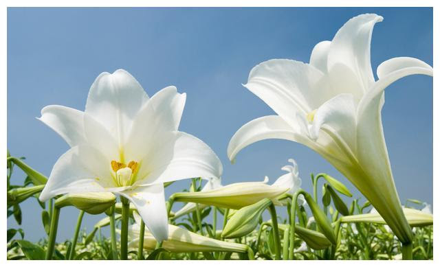 美しい花の画像 これまでで最高の花球根