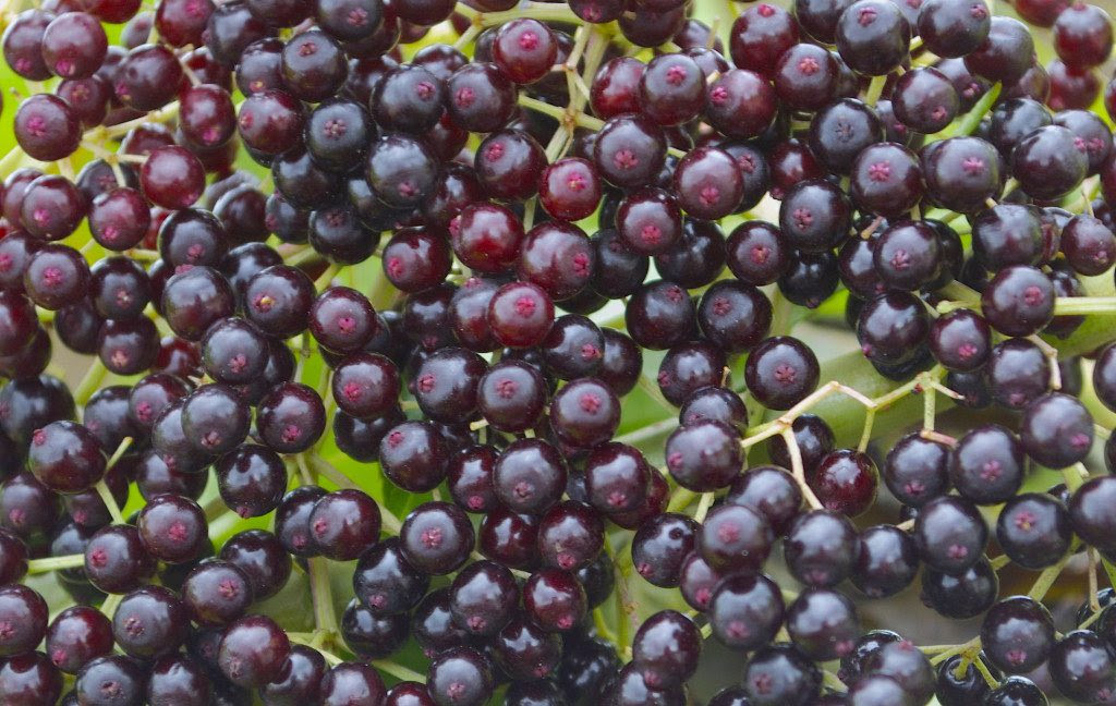 There are three main species of chokeberry — the red chokeberry (aronia arbutifolia), black chokeberry (aronia melanocarpa), and purple. Elderberries Red White And Blue Eat The Weeds And Other Things Too