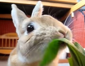 50 うさぎ 食べない 最高の動物画像