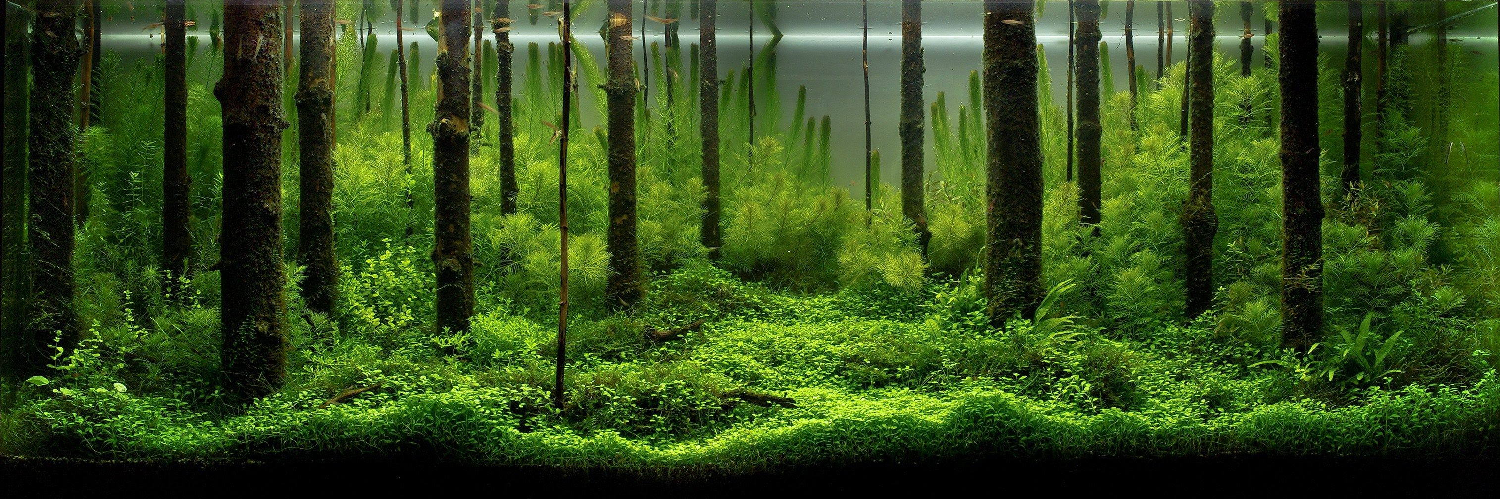 トップ100アクアリウム 壁紙 Pc 動く 花の画像