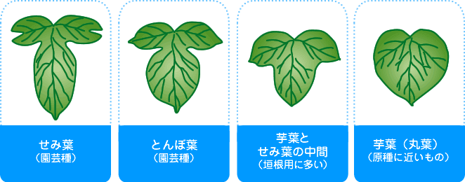 新着朝顔 葉の形 最高の花の画像