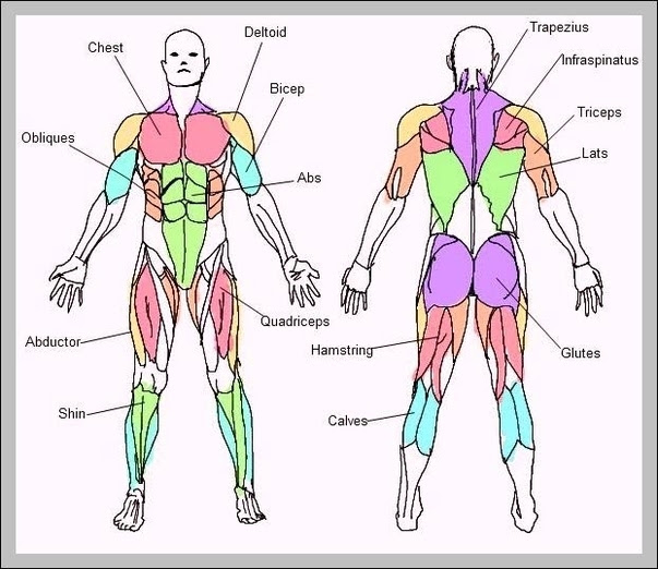 Parts of the body | infographic. Body Muscle Diagram And Names Muscle Anatomy Hd Stock Images Shutterstock There Are Around 650 Skeletal Muscles Within The Typical Human Body Decorados De Unas