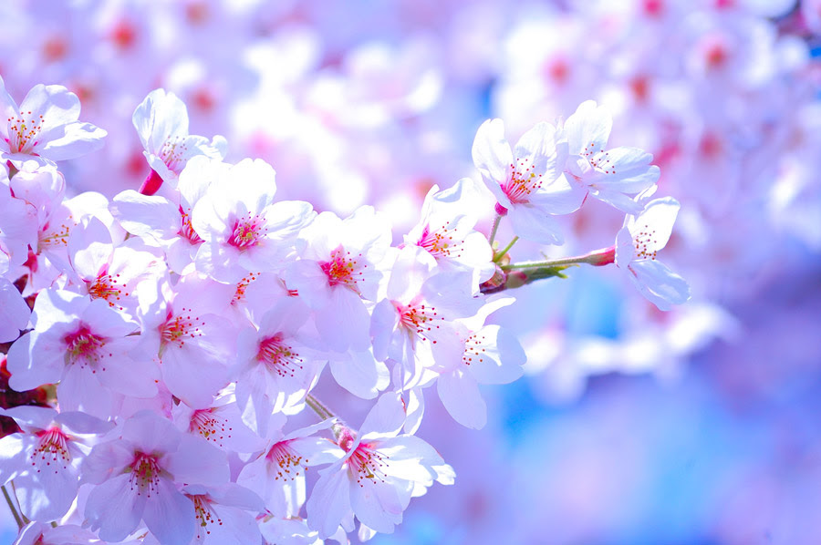 50 素晴らしいフリー 画像 桜 全イラスト集