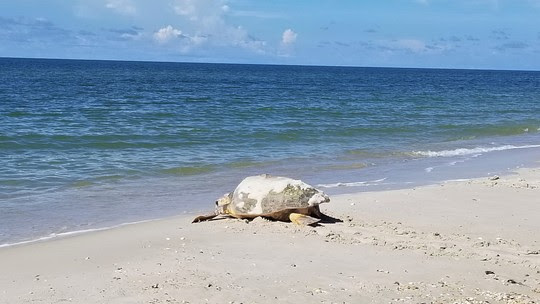 sea turtle on beach