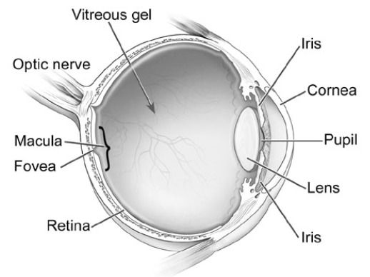 Have a family history of a retinal tear or detachment. Retinal Tear The Retina Group