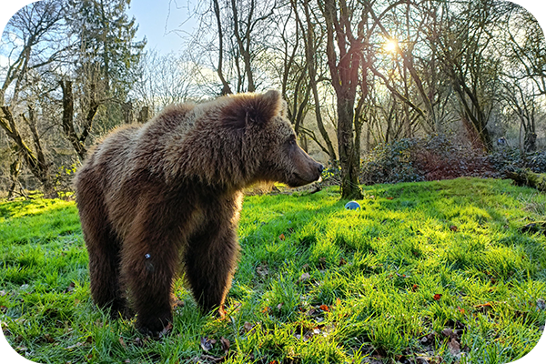 Naya, European Brown Bear