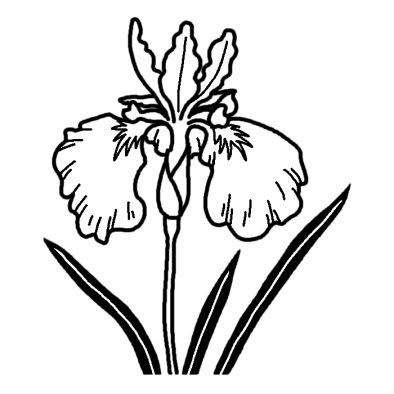 ベスト 菖蒲 イラスト 白黒 Illustkirun