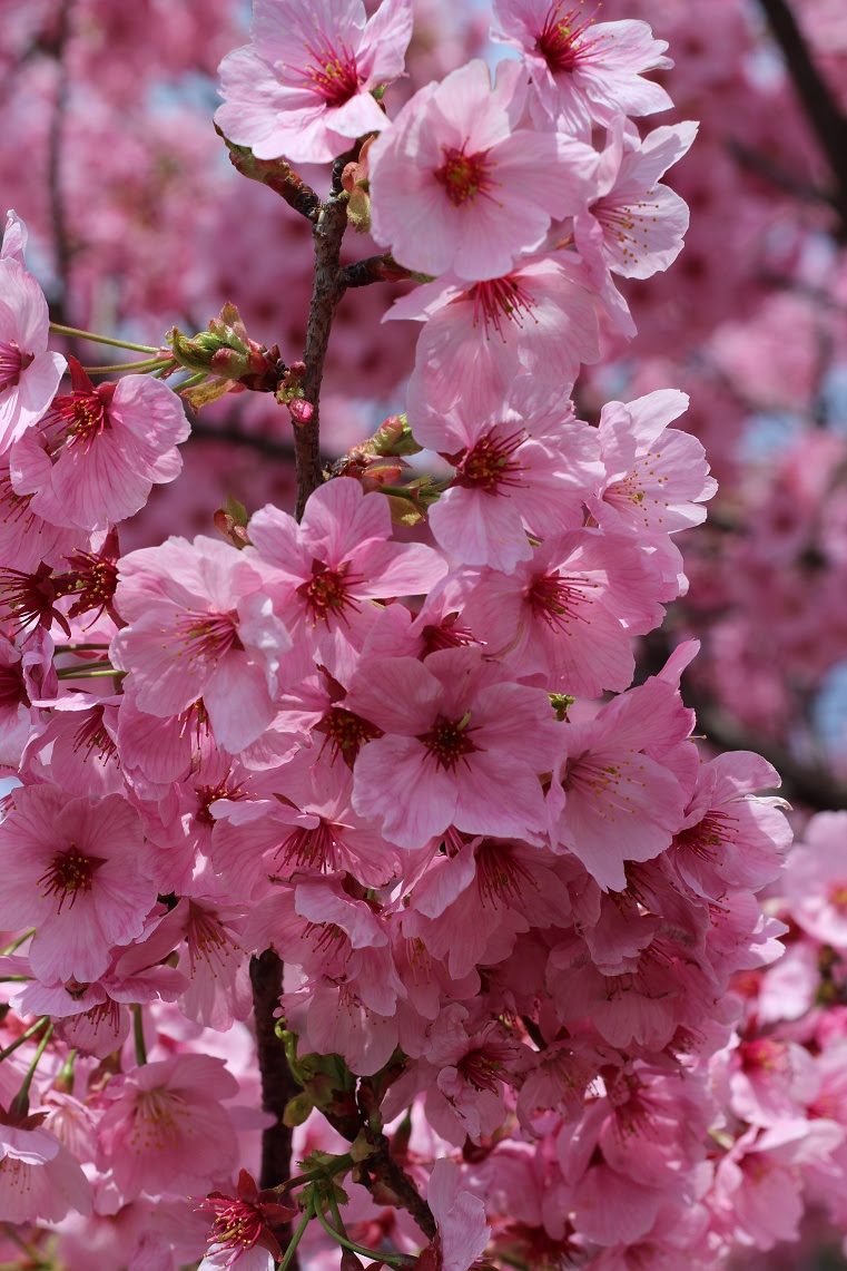 これまでで最高の桜 ピンク 濃い すべての美しい花の画像