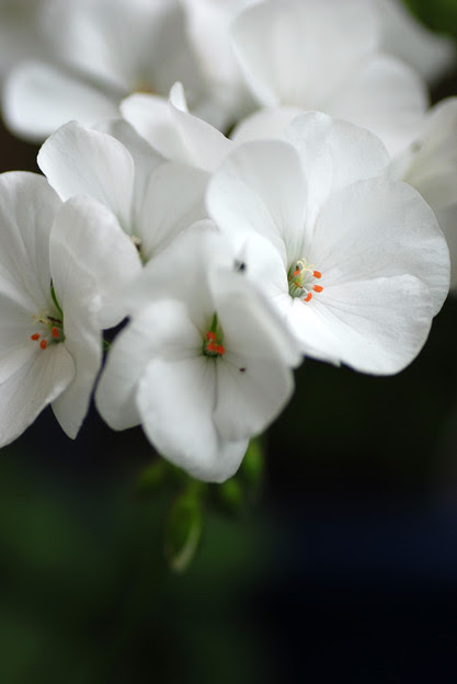 50 素晴らしい白い ゼラニウム 最高の花の画像