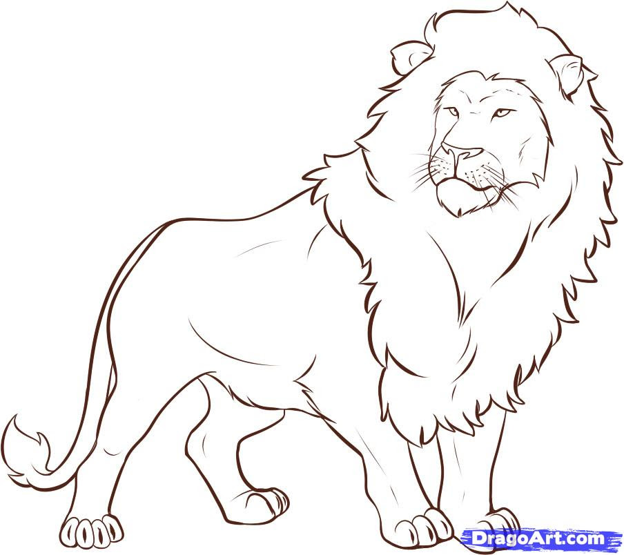 Also start drawing the shape of the body by using the shapes that you drew in previous steps to guide you. Free How To Draw A Lion Step By Step Download Free How To Draw A Lion Step By Step Png Images Free Cliparts On Clipart Library