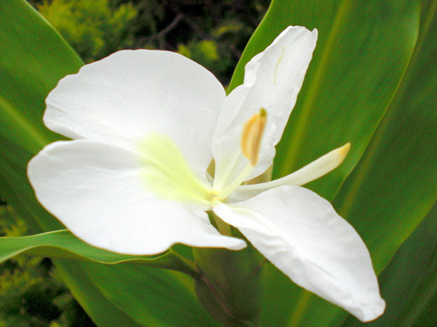 すべての花の画像 エレガント生姜花