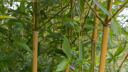 Info Terkini 27 Rak Buku Dari Bambu 