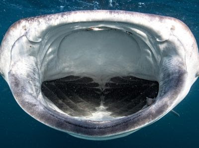 La gueule ouverte du requin-baleine