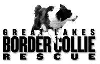 Scroll down to see previous 2j 2k border collie puppies and their new families. Welcome To Great Lakes Border Collie Rescue