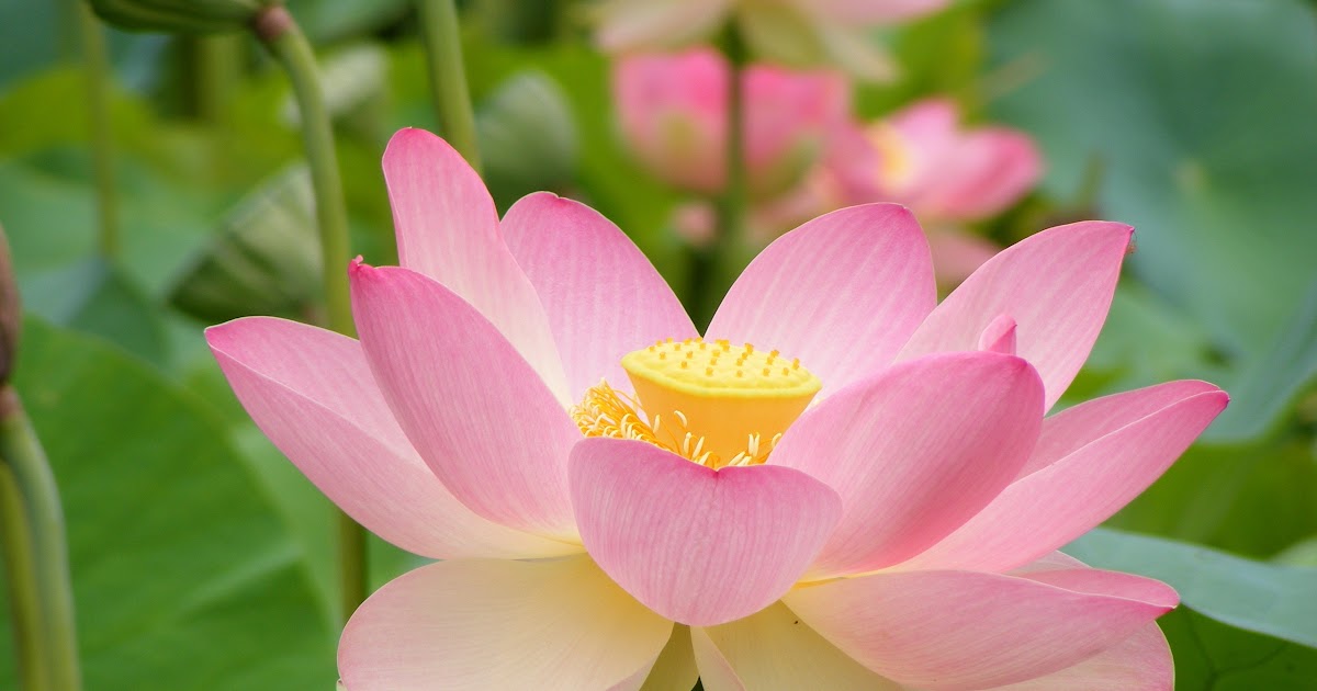 Lotus Flower Malayalam Meaning Best Flower Site
