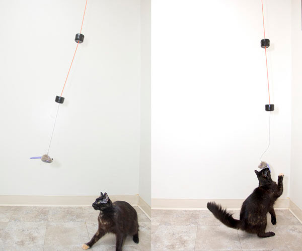 Cat Pendulum