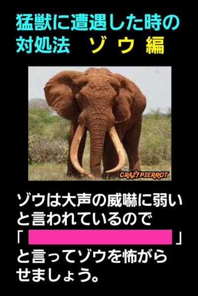 トップレート インド 象 ポケモン 100 で最高の画像
