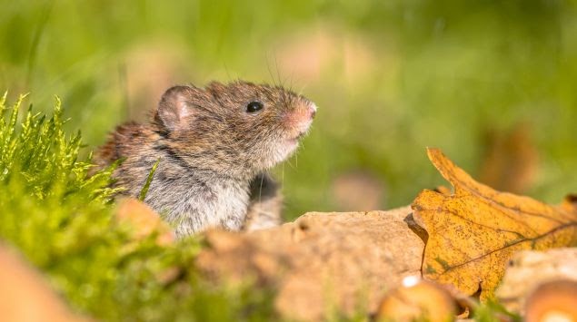 hantavirus: Hautausschlag Hantavirus Ausschlag