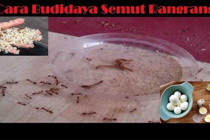 Budidaya Kroto Tulungagung