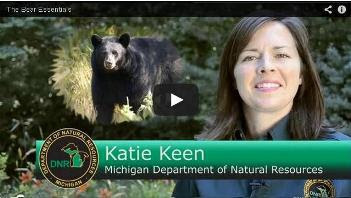 bear video image