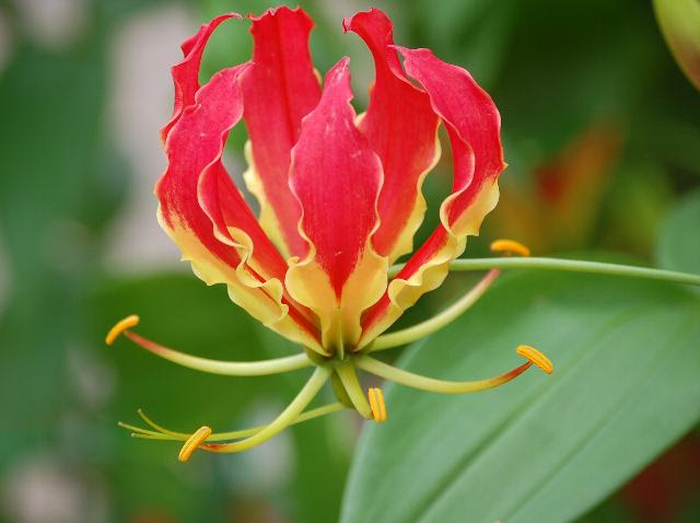 すべての花の画像 ぜいたく花 グロリオーサ 花言葉
