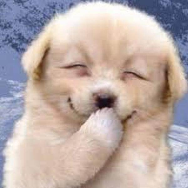 Pictjpsipk70qx ベスト 待ち受け 可愛い犬 可愛い犬 待ち受け