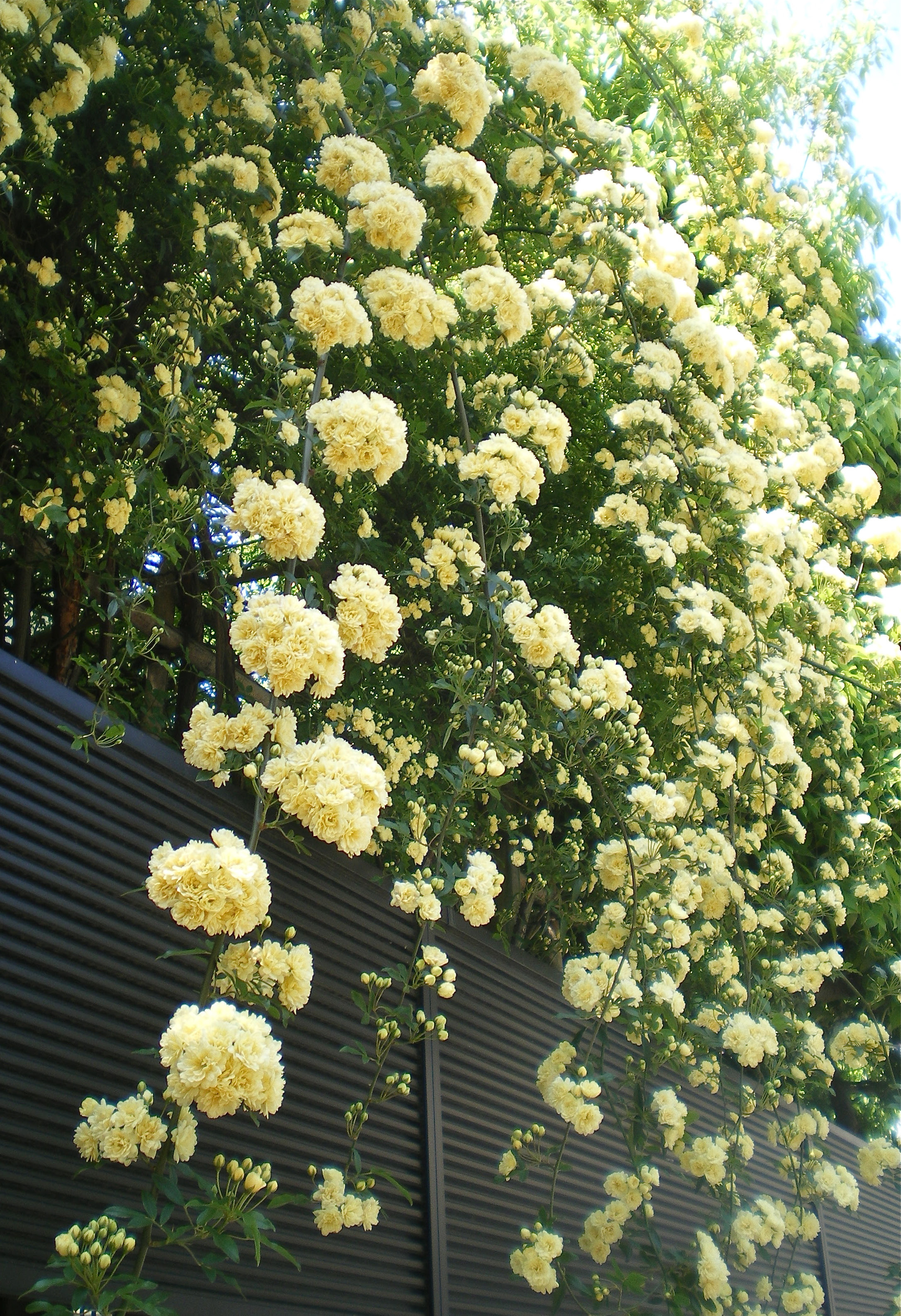 美しい花の画像 ユニークつる バラ 花 言葉