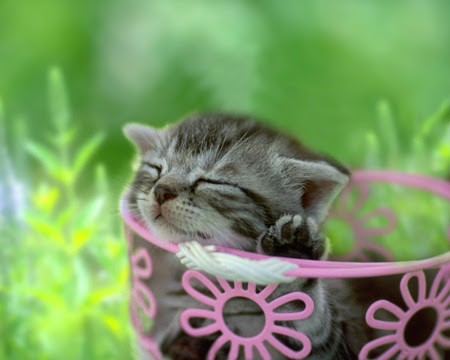 Kasword 可愛い猫 画像 無料