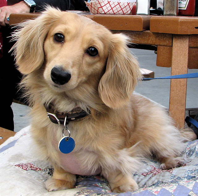 Long Blonde Hair Highlights Hairstyles Dachshund Puppies Long Haired Miniature