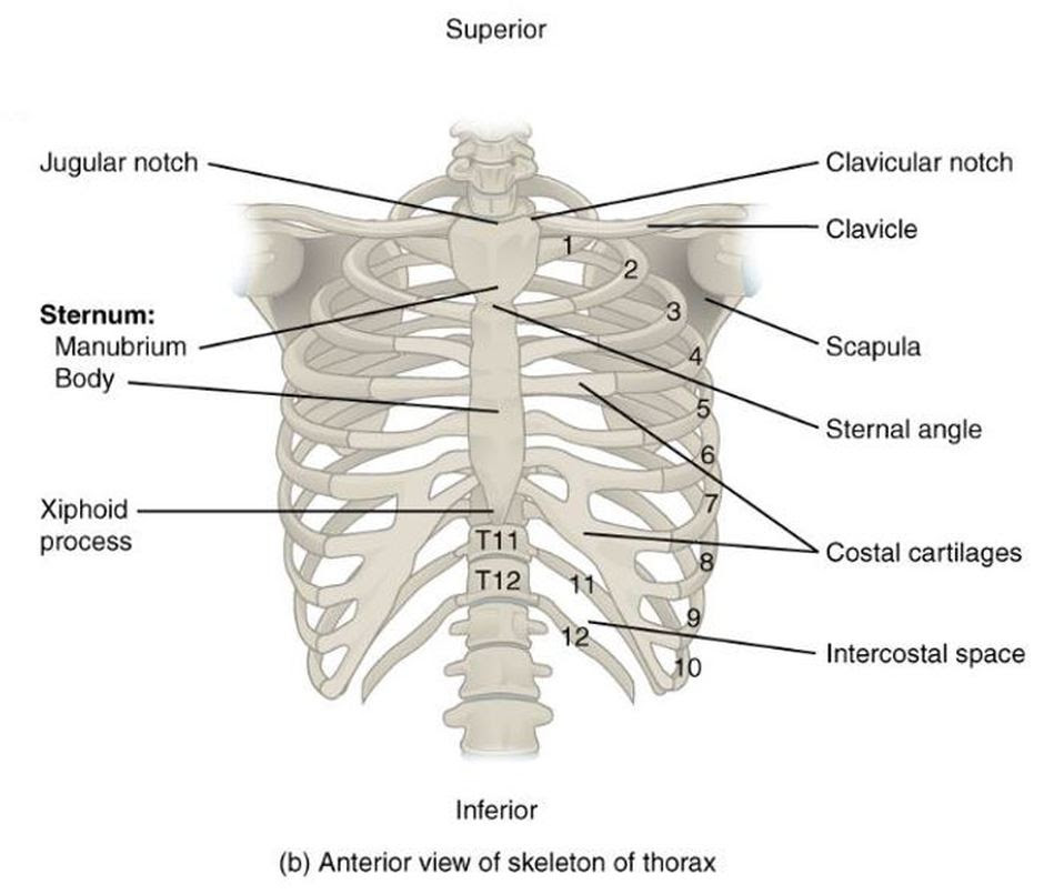 Rib cage , in vertebrate anatomy, basketlike skeletal structure that forms the chest, or thorax, and is made up of the ribs and their corresponding attachments to the sternum (breastbone). The Thoracic Cage Scientist Cindy