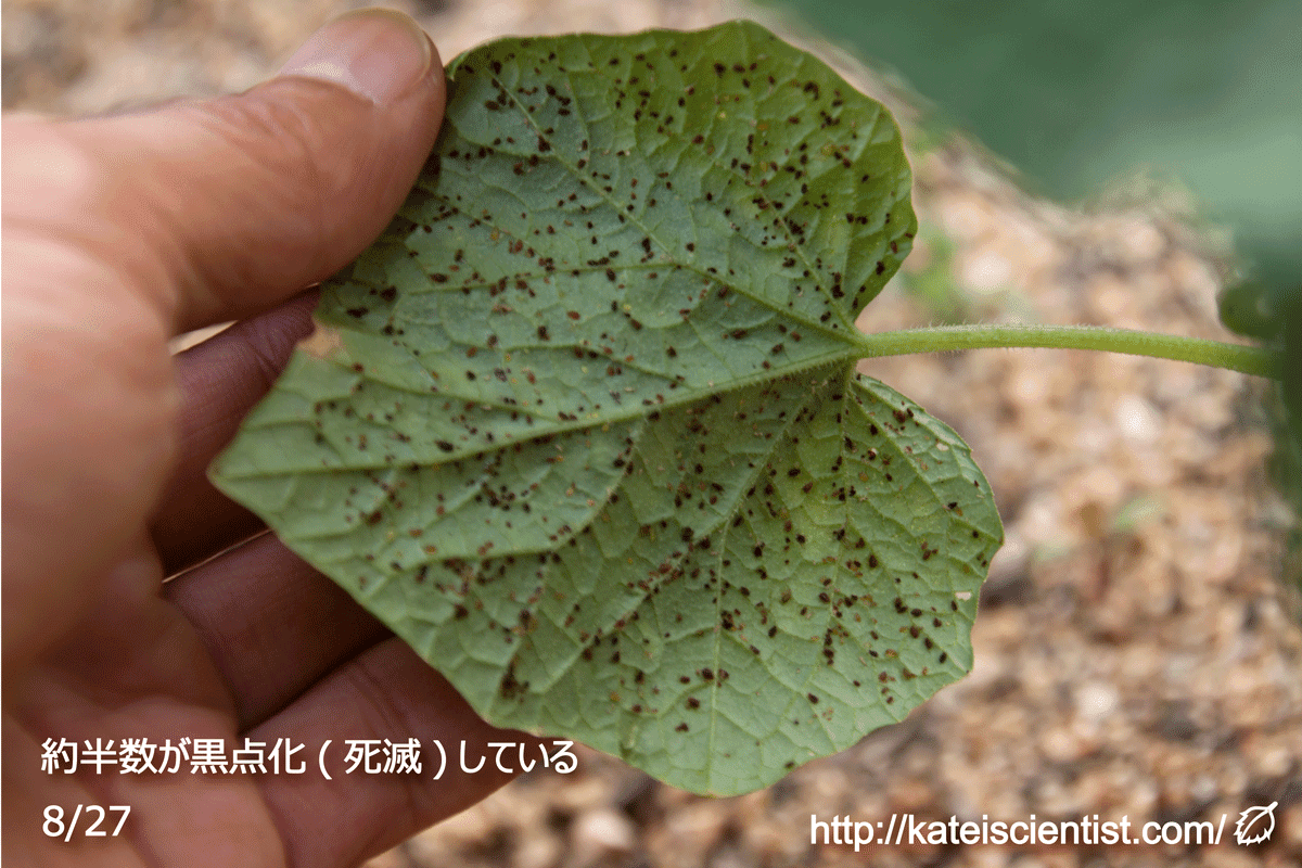 オクラ苗 葉の裏に虫 Ssolaki