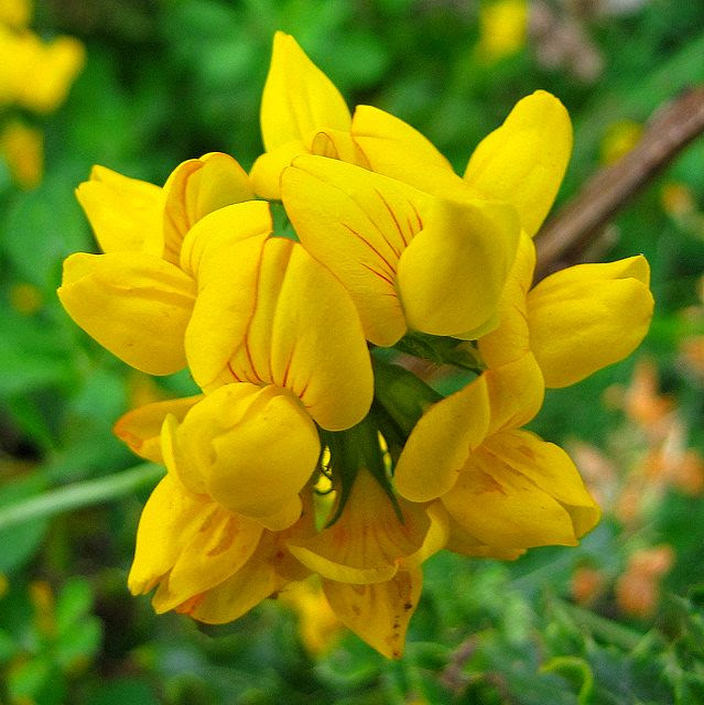 Check spelling or type a new query. A Guide To Uk Wild Flowers