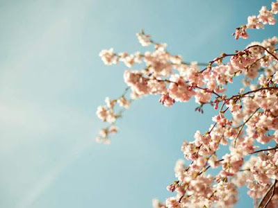 おしゃれ Pc 壁紙 桜 の最高のコレクション 最高の壁紙コレクション