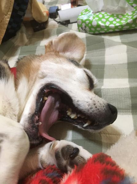 犬 ホウ酸団子 かわいい犬のアニメ