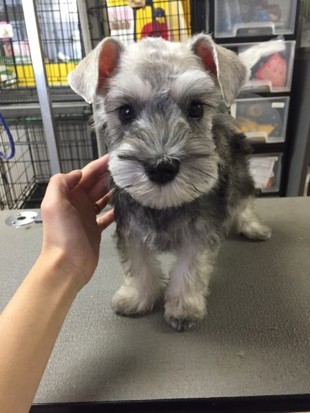 最高の動物画像 元のシュナウザー カット 可愛い