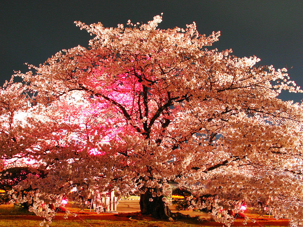 100 桜 壁紙 高 画質 Kabegamiiki