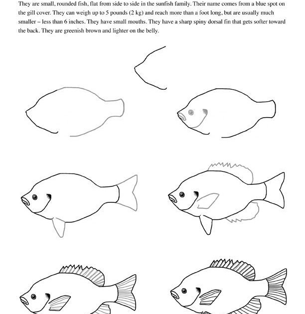 How To Draw A Clown Fish Art Hub - Easy Draw