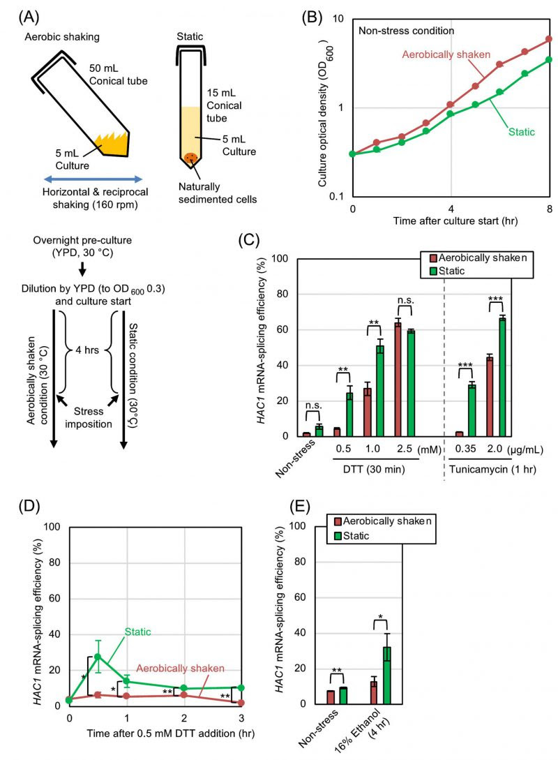 Several years ago, red hat experienced a period of quickly losing too many new hires. Aeration Mitigates Endoplasmic Reticulum Stress In Saccharomyces Cerevisiae Even Without Mitochondrial Respiration