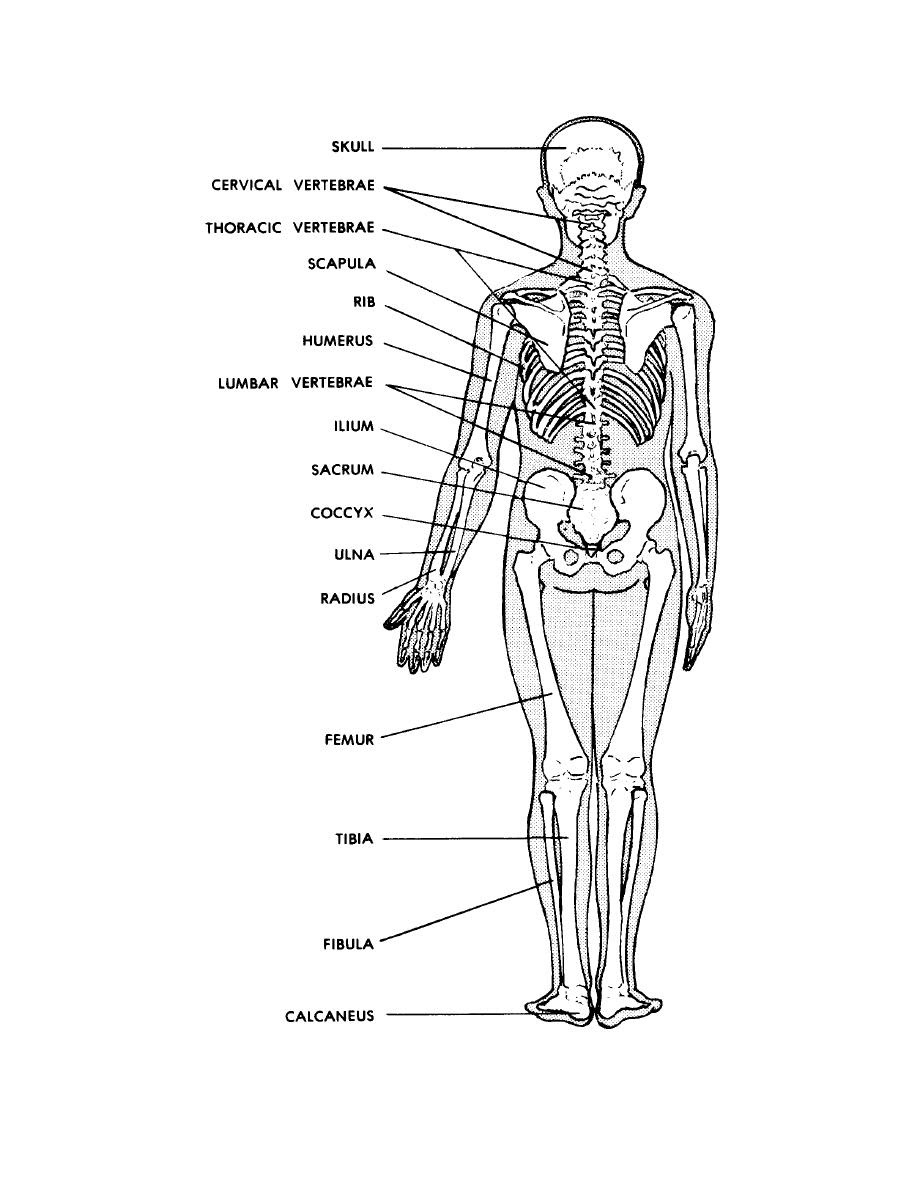 Standard anatomical position is the body orientation used when describing an organism's anatomy. Figure 4 3b Posterior View Of The Human Skeleton Basic Human Anatomy