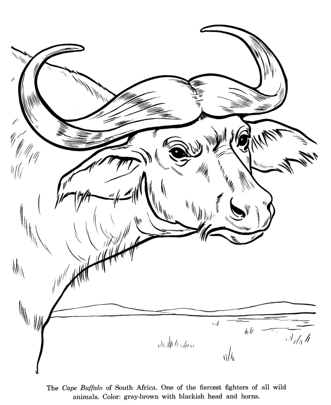 Download african buffalo images and photos. Animal Drawings Coloring Pages Cape Buffalo Drawing Animal Identification Drawing And Coloring Pages Honkingdonkey