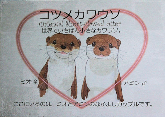 50 素晴らしいカワウソ イラスト かわいい 動物ゾーン