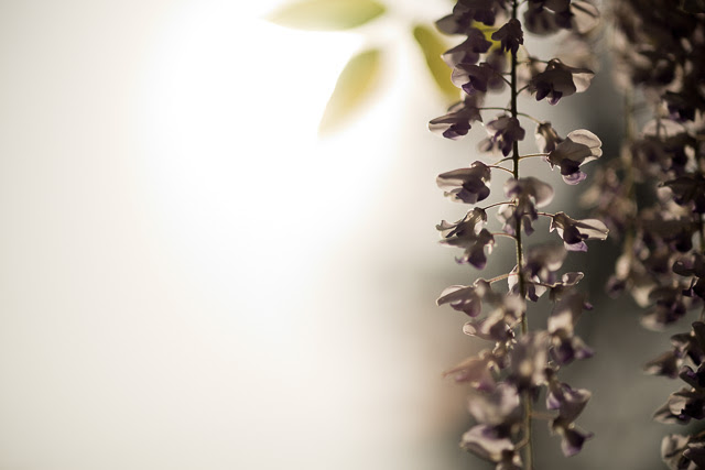 Straight into the sun. Not many lenses can do this. Leica M10 with Leica 75mm Noctilux-M ASPH f/1.25. Â© 2018 Thorsten von Overgaard. 