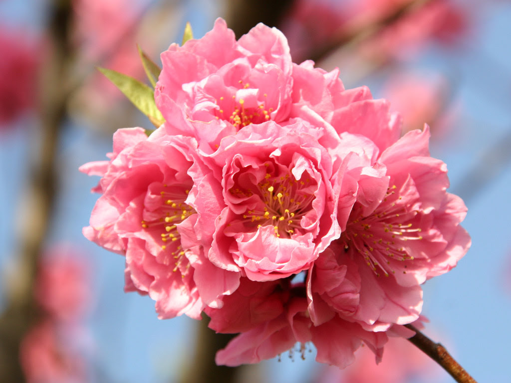 綺麗な桃 壁紙 最高の花の画像