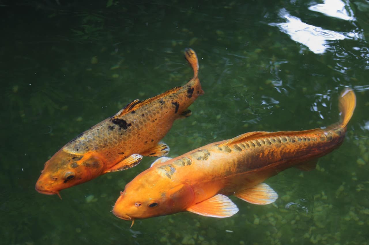 Tetrapond soft sticks soften quickly on contact with the water so small and large fish can easily eat and digest them. Can Tilapia Live With Koi