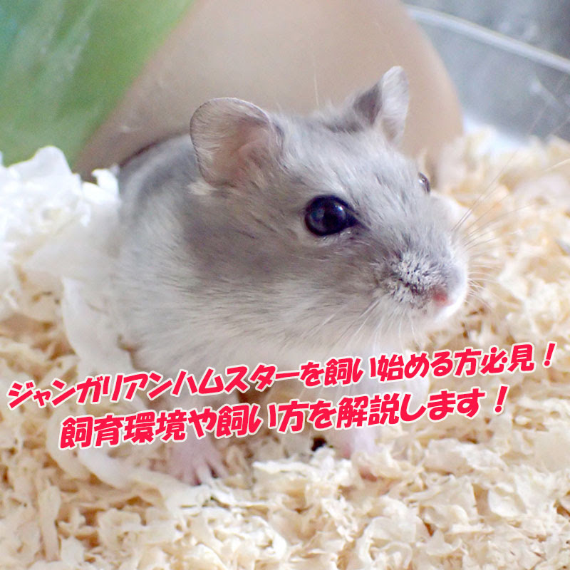 ハムスター 落ち着か ない 病気