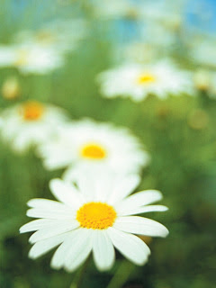 すべての花の画像 心に強く訴える壁紙 待ち受け マーガレット
